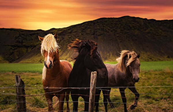 horse by Vibrant Canvases