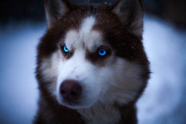 husky by Vibrant Canvases