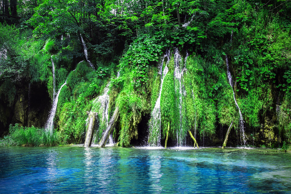 jungle by Vibrant Canvases