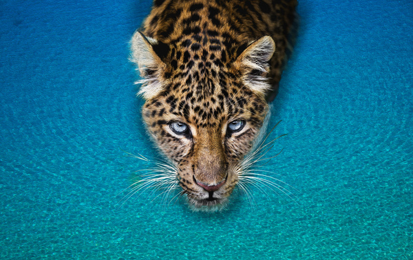 leopard in the ocean Print
