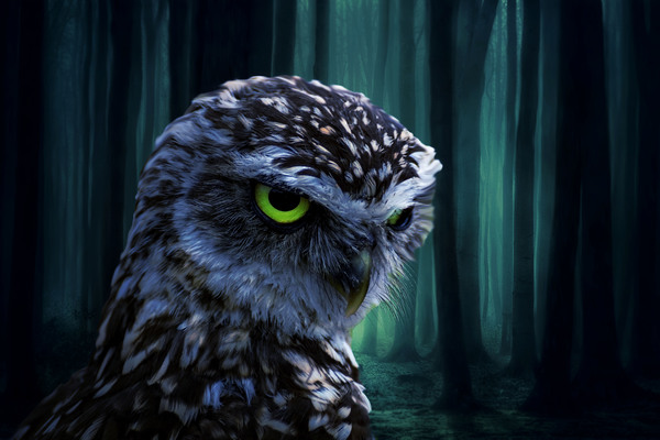 owl by Vibrant Canvases