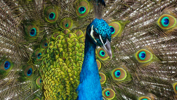 peacock by Vibrant Canvases