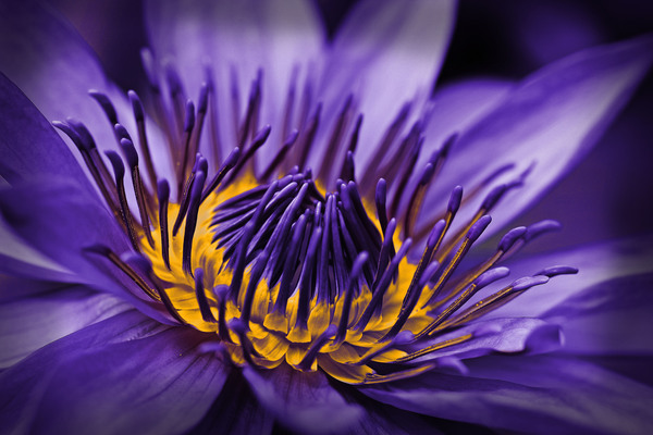 purple lily by Vibrant Canvases