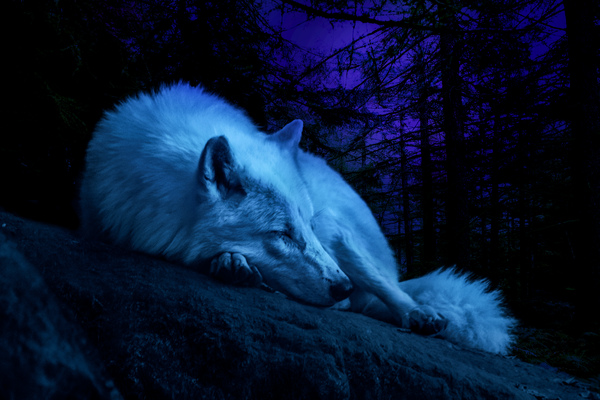 sleeping wolf by Vibrant Canvases