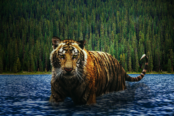 tiger in ocean 2 by Vibrant Canvases