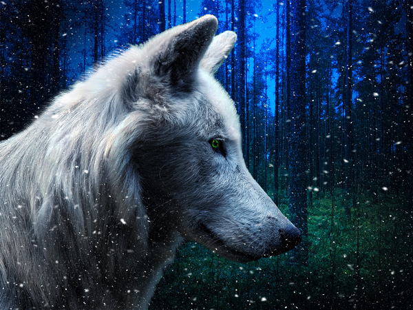 Winter wolf by Vibrant Canvases