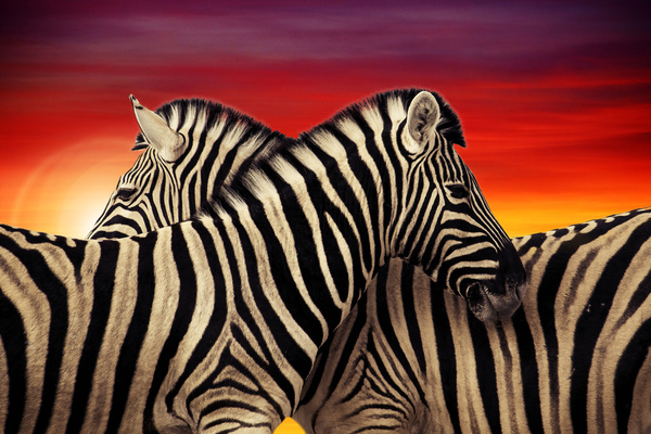 Zebra Love by Vibrant Canvases
