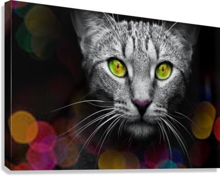 cat bokeh  Canvas Print