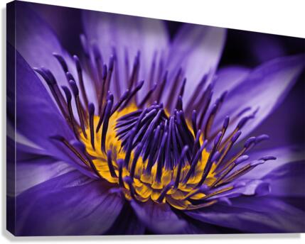 purple lily Canvas Print