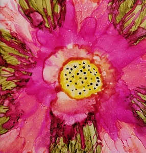 Tickled Pink Tulip