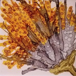 Yellow Submarine Sunflower