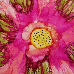 Tickled Pink Tulip