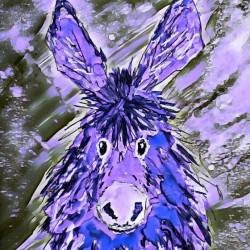 Clarence in Purple