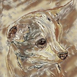 Coki