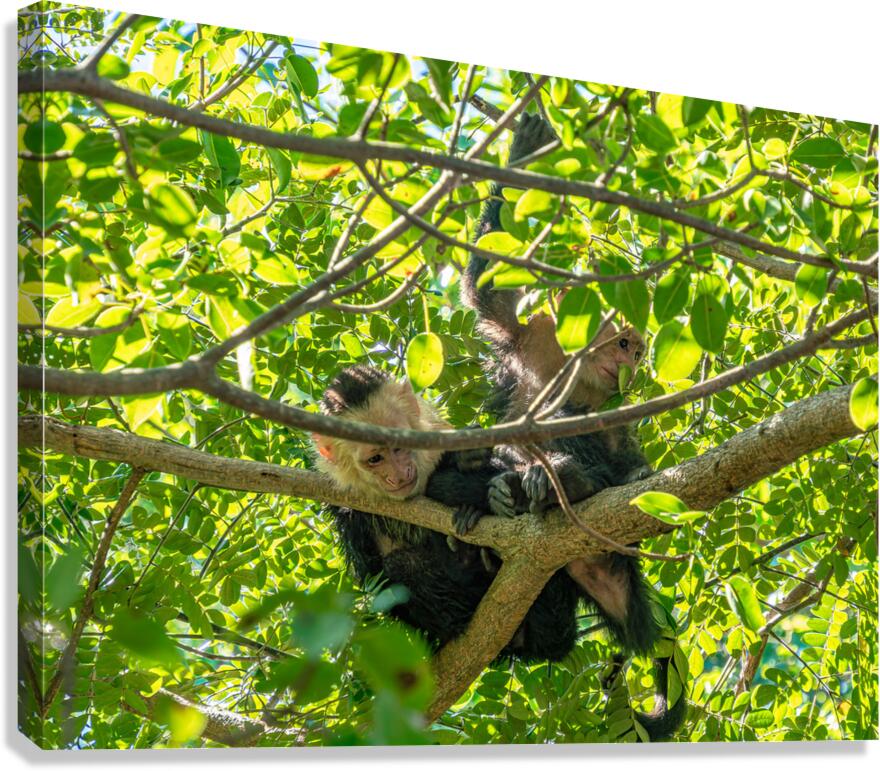 CRW 009 Canvas Print