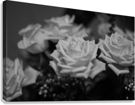 Grey rose Canvas Print