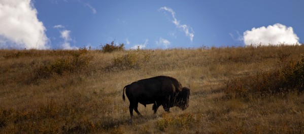 Bison by Amanda Corcoran