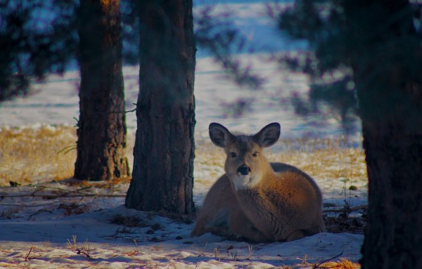 Doe by Amanda Corcoran