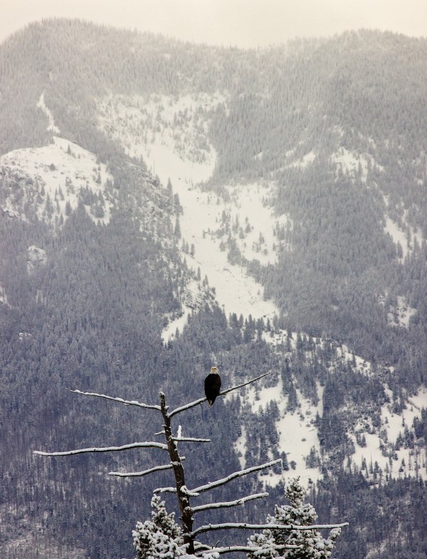 Snowy by Amanda Corcoran