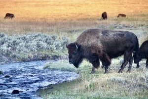 Blue Creek Bison