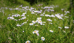 Field of Dreams