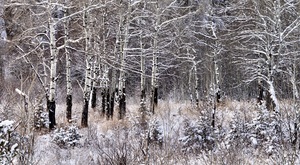 Aspen Road