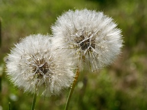  Puff