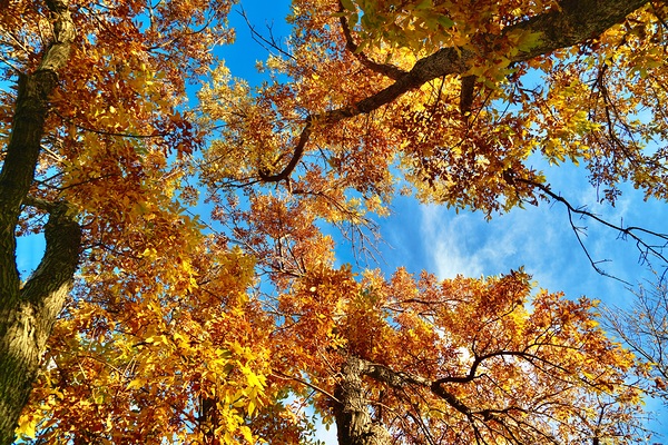 Fall in cody by Laura A Carpenter