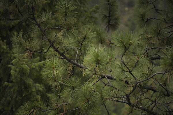 In the Forest by Laura A Carpenter