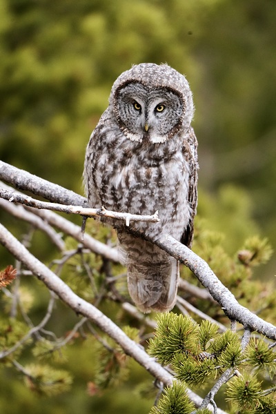 Watching by Laura A Carpenter