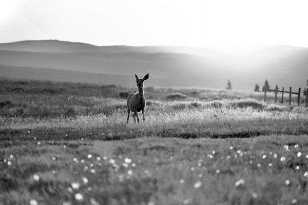 The Visitor by Laura A Carpenter