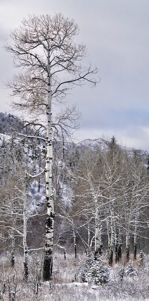 Above the Rest by Laura A Carpenter