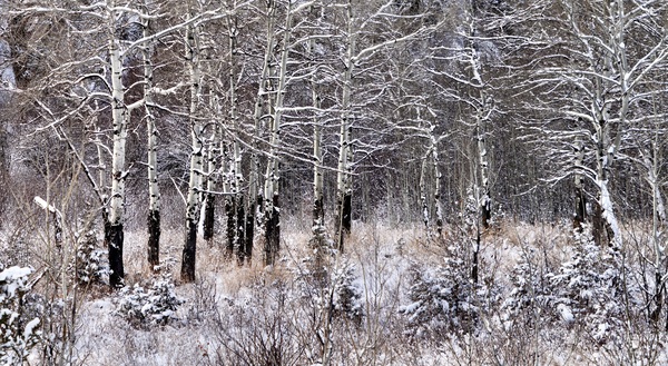 Aspen Road by Laura A Carpenter