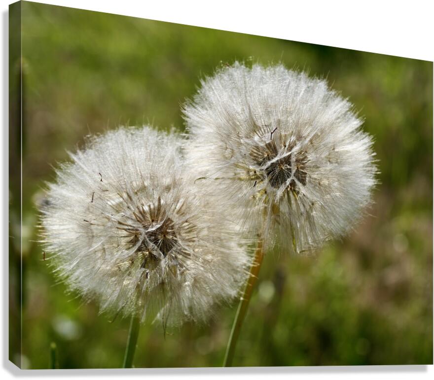  Puff Canvas Print