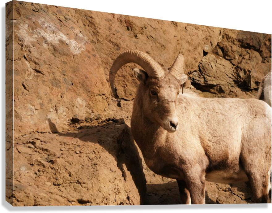 Lone Sheep Canvas Print
