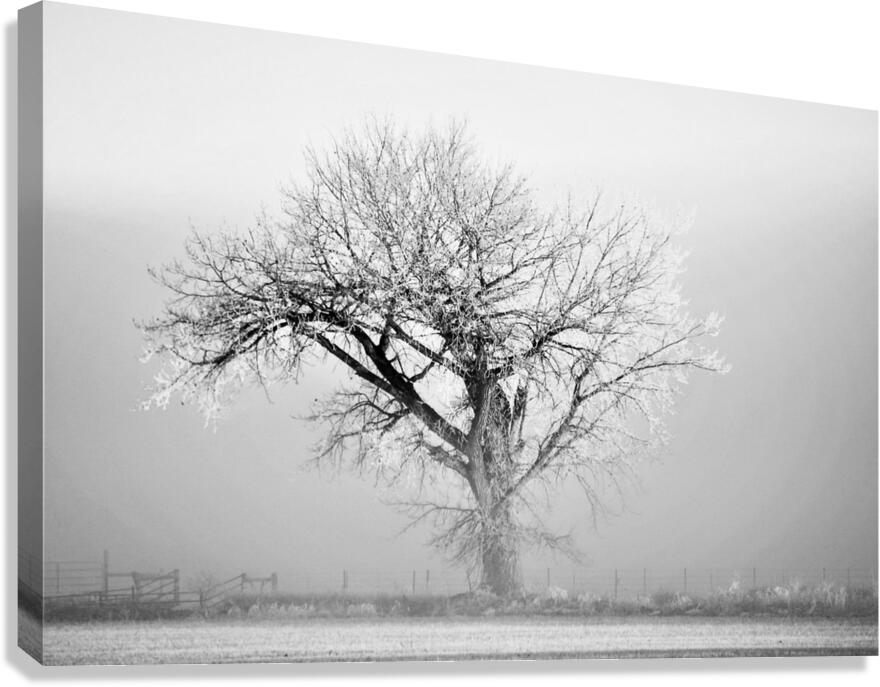 Frosted Tree Canvas Print