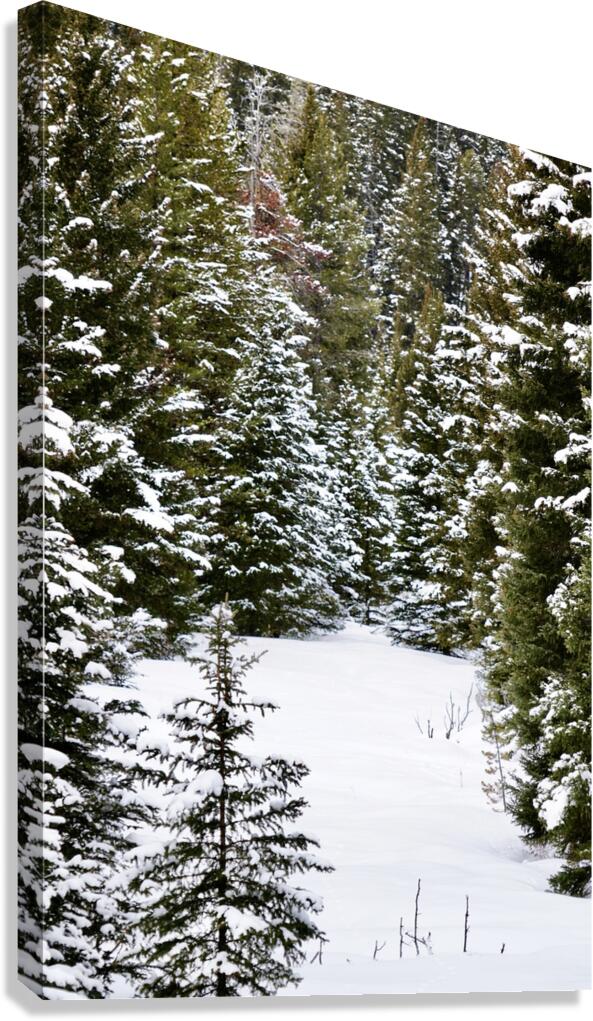 Safe Haven Canvas Print