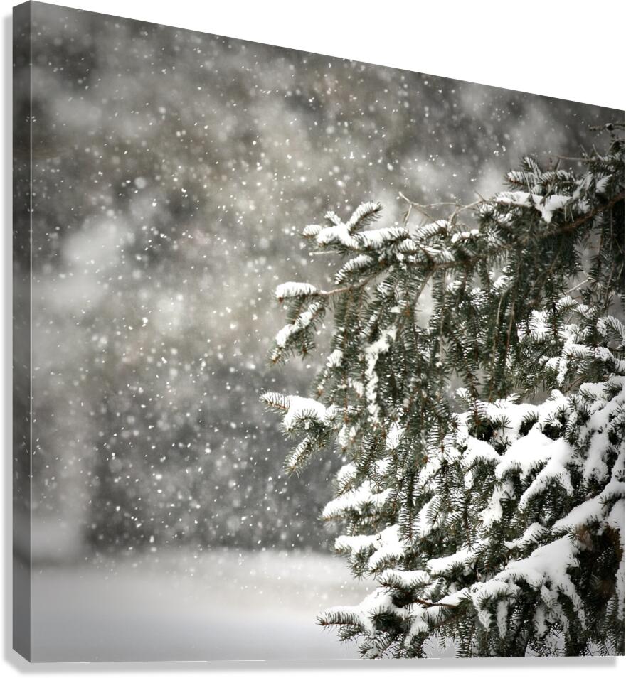 Winter Pine Canvas Print
