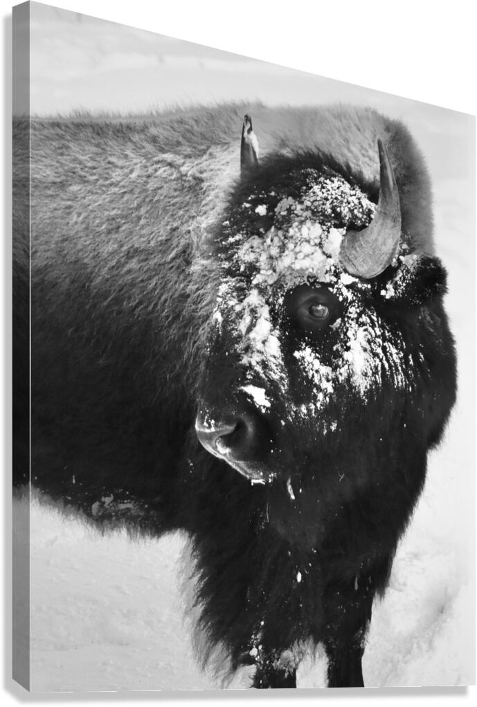 Buff b&w Canvas Print