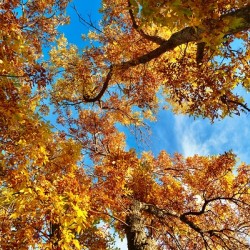 Fall in cody