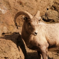 Lone Sheep