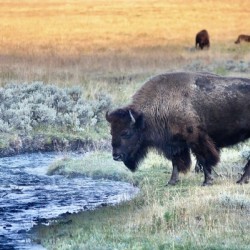 Blue Creek Bison