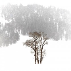 Yellowstone in Winter - Brown Trees