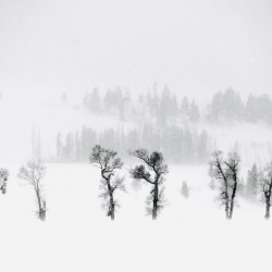 Yellowstone in Winter - Black Row of Trees
