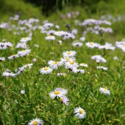 Field of Dreams
