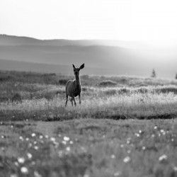 The Visitor in B&W