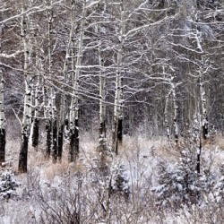 Aspen Road