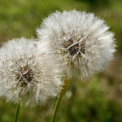  Puff