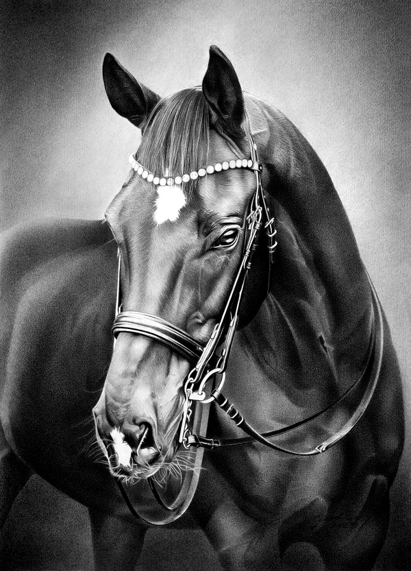 HANDSOME BOY by Miro Gradinscak
