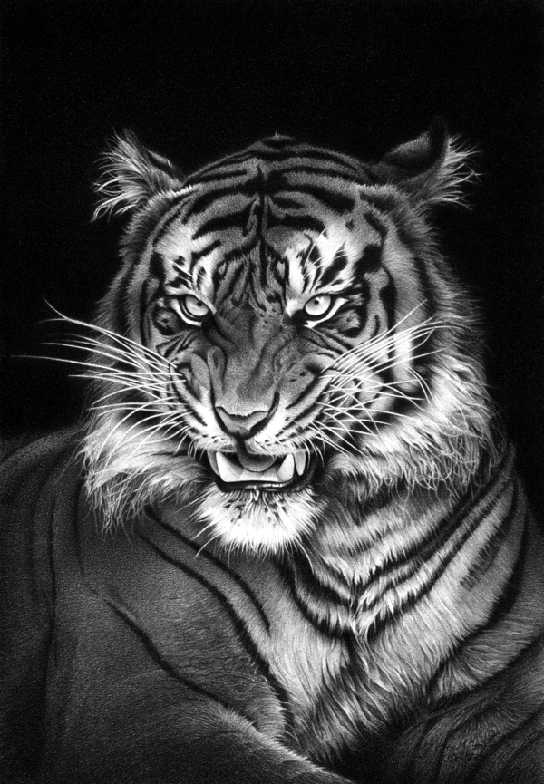 PANTHERA TIGRIS by Miro Gradinscak